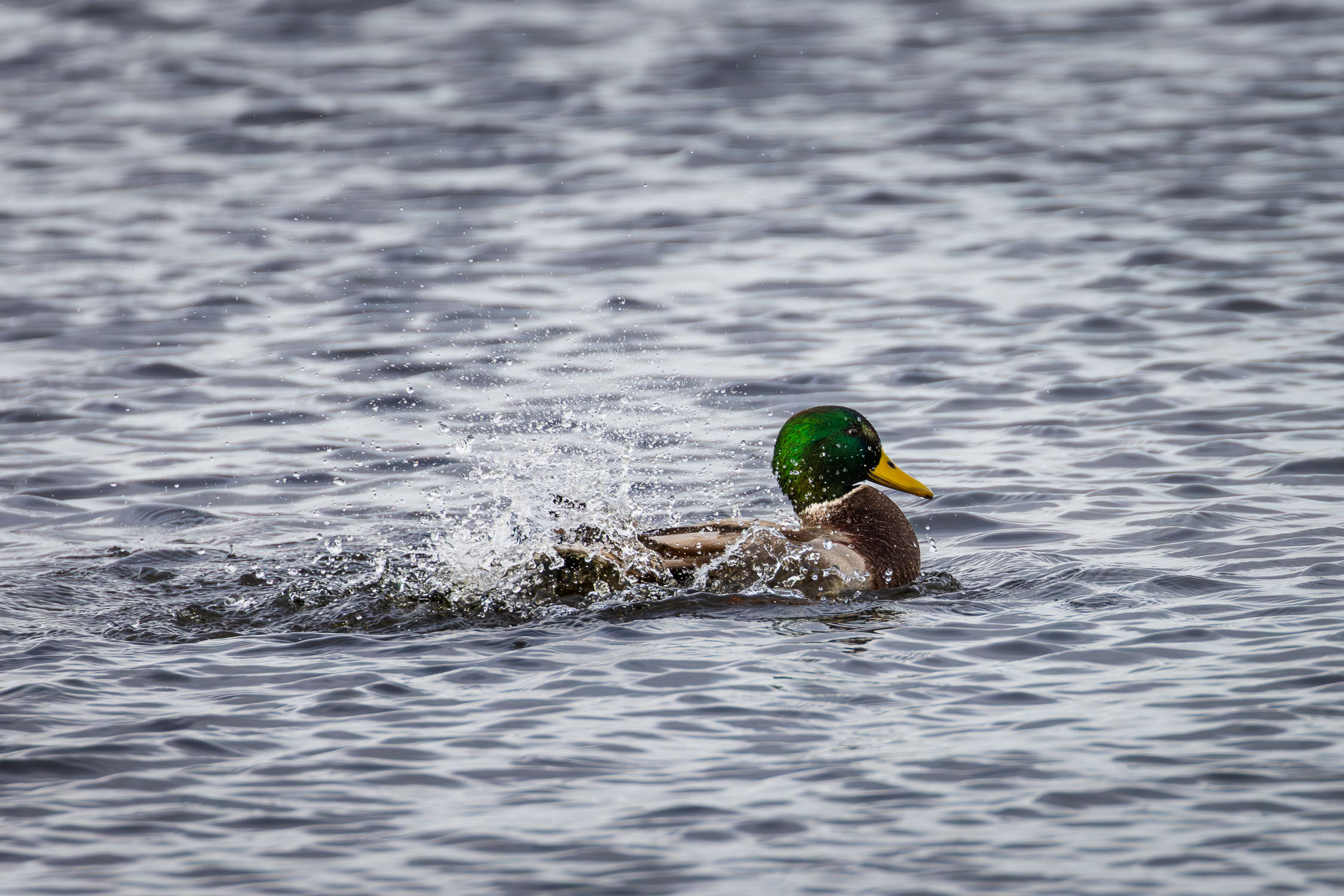 A male mallard causing a splash in the water as he shakes to clear water from his feathers.