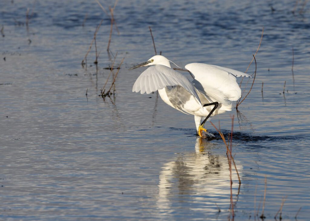 A Little Egret stretching its wings as it wades in shallow water.