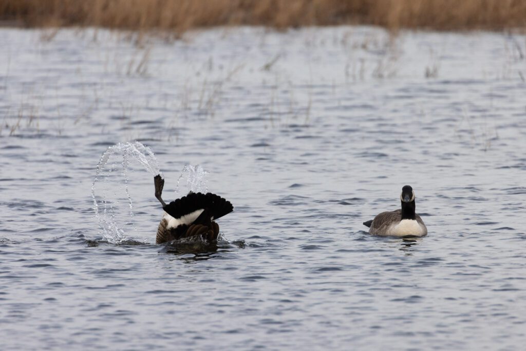 Two Graylag geese side by side in a pond, with one upside down, flailing its foot in the air as its companion looks on.