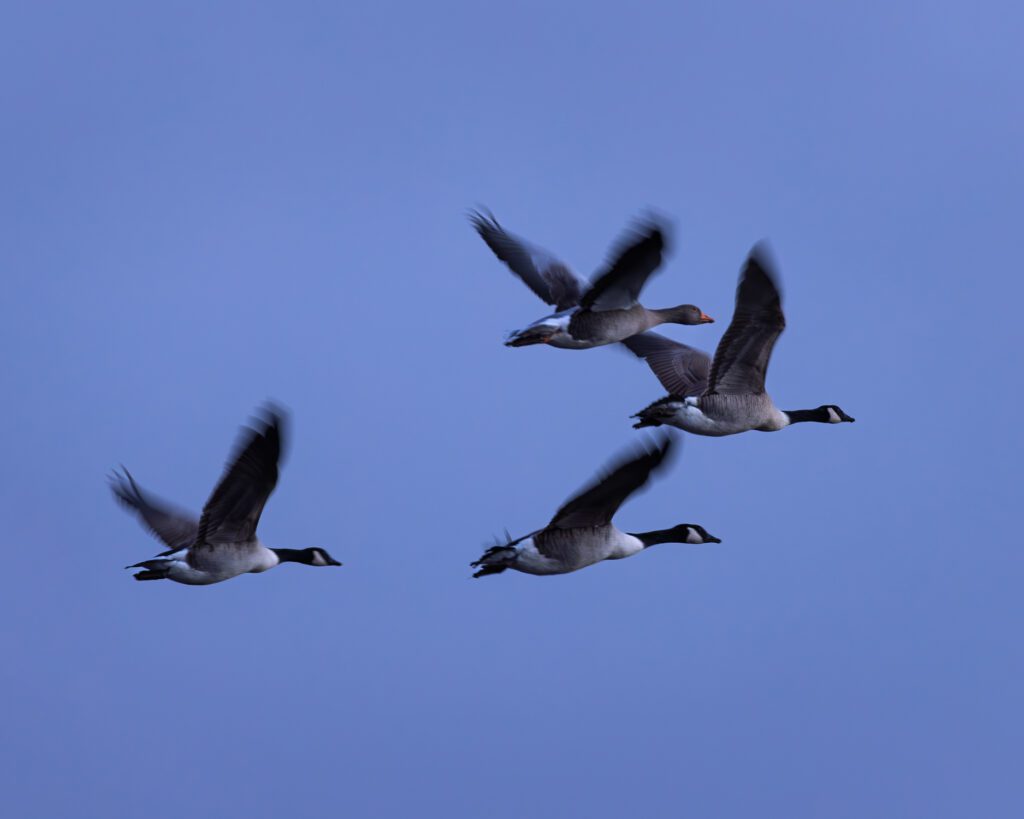 A small group of geese, 3 Canadian and 1 Graylag, flying across a blue sky during the blue hour.