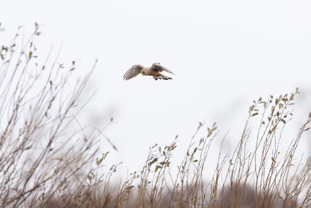 A kestrel hovering just above some grasses around Lunt Meadows as it tracks the movement of its prey.