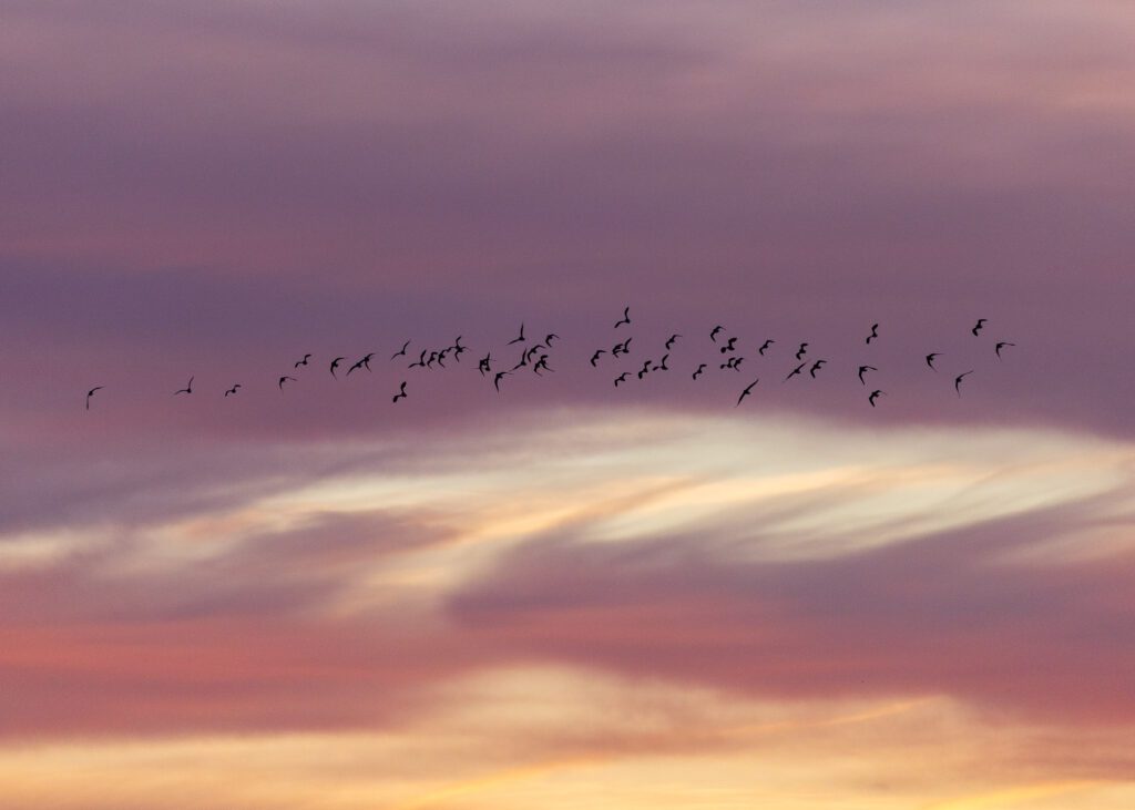 A silhouette of a group of Lapwings flying across a beautiful sunrise sky over Lunt Meadows nature reserve.