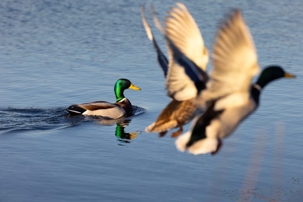 A male mallard paddling across water with two mallards flying across the foreground.