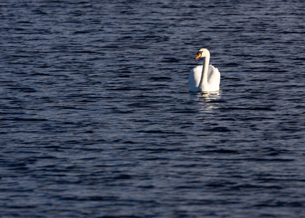 Minimalistic photograph of a mute swan in dark rippled water at Lunt Meadows.