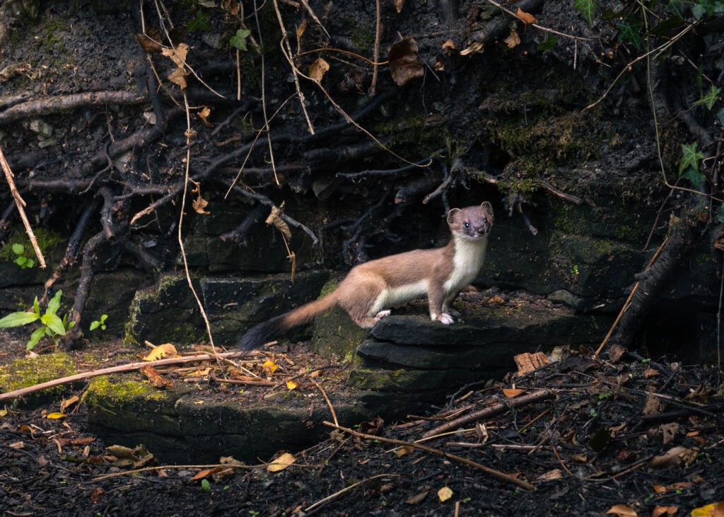 A stoat standing on sandstone rocks surrounding a lake during summer.