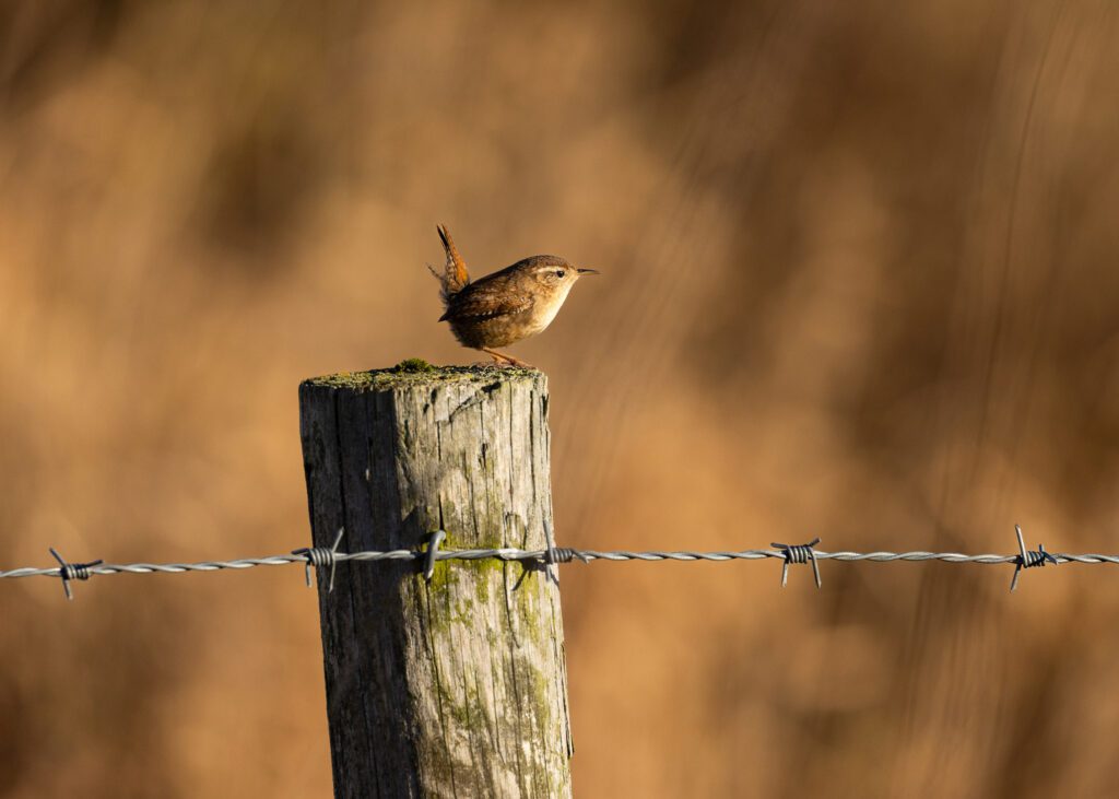 Portrait of a Wren perched on a fence post during golden hour at Lunt Meadows.