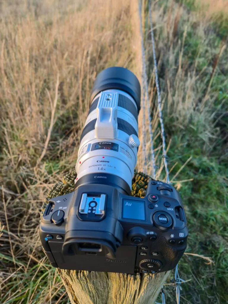 Canon EF 100-400mm f/4.5-5.6L IS II USM with Canon EF 1.4x III Extender on a wooden post at Sunset.