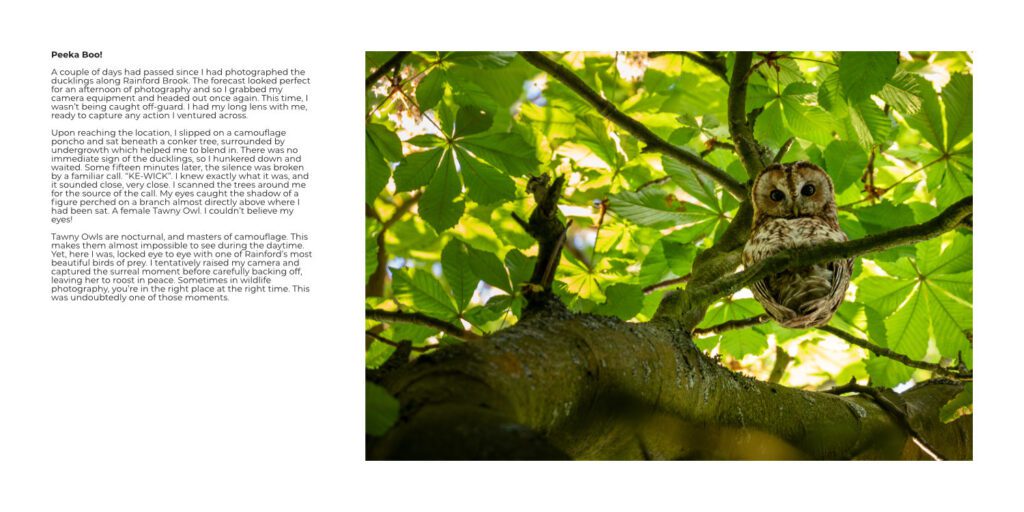 A beautiful female tawny owl is looking down from a branch during spring. A feature in the book WILD RAINFORD by Simon Evans