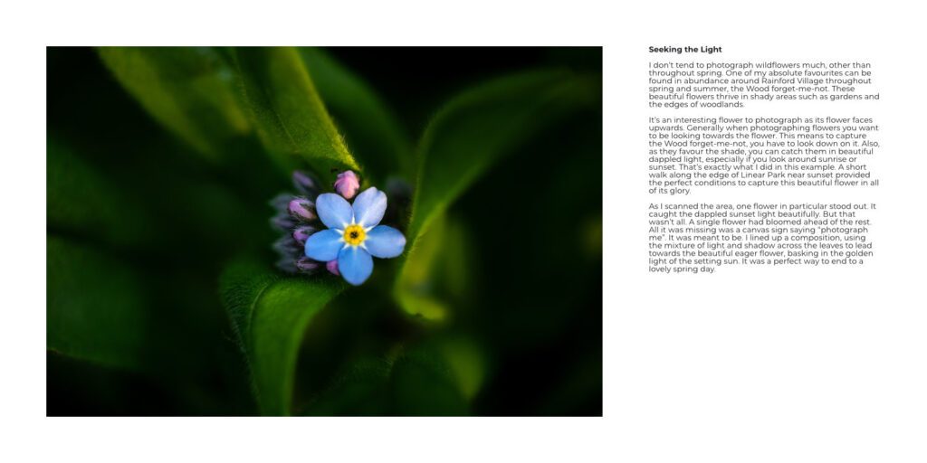 Wildflower photograph of a Wood Forget-me-not captured by Simon Evans and featured in the book WILD RAINFORD
