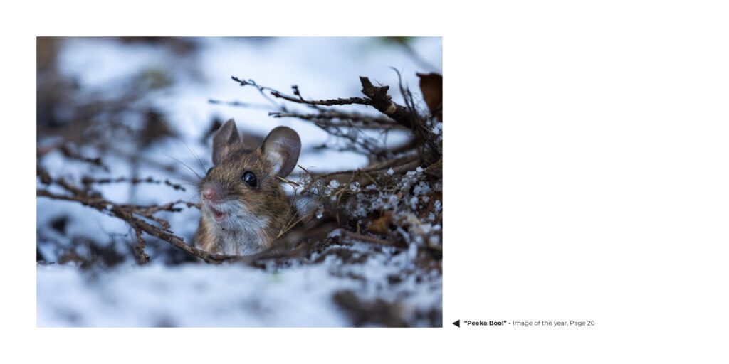 A featured wildlife photograph of a beautiful wood mouse within WILD RAINFORD written and captured by Simon Evans