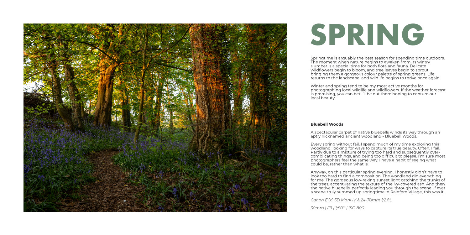 Landscape photograph of an ancient woodland in spring featured in the book WILD RAINFORD written by Simon Evans
