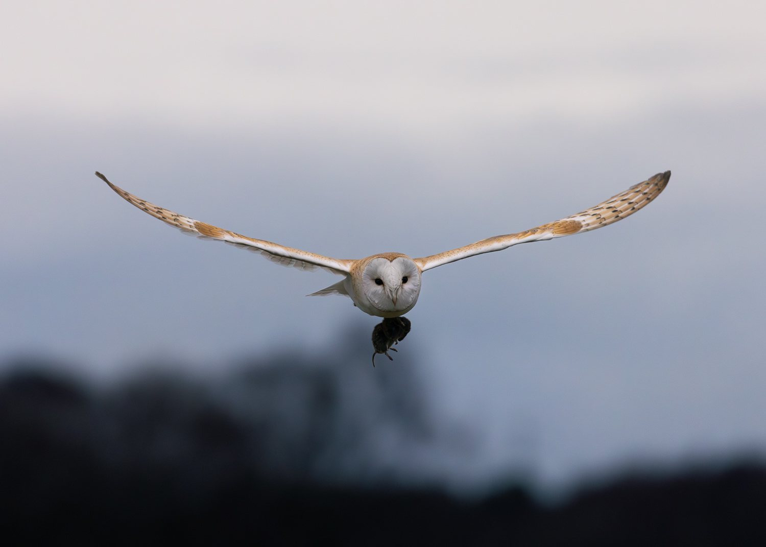 A barn owl carrying a field vole after a successful catch during late winter.