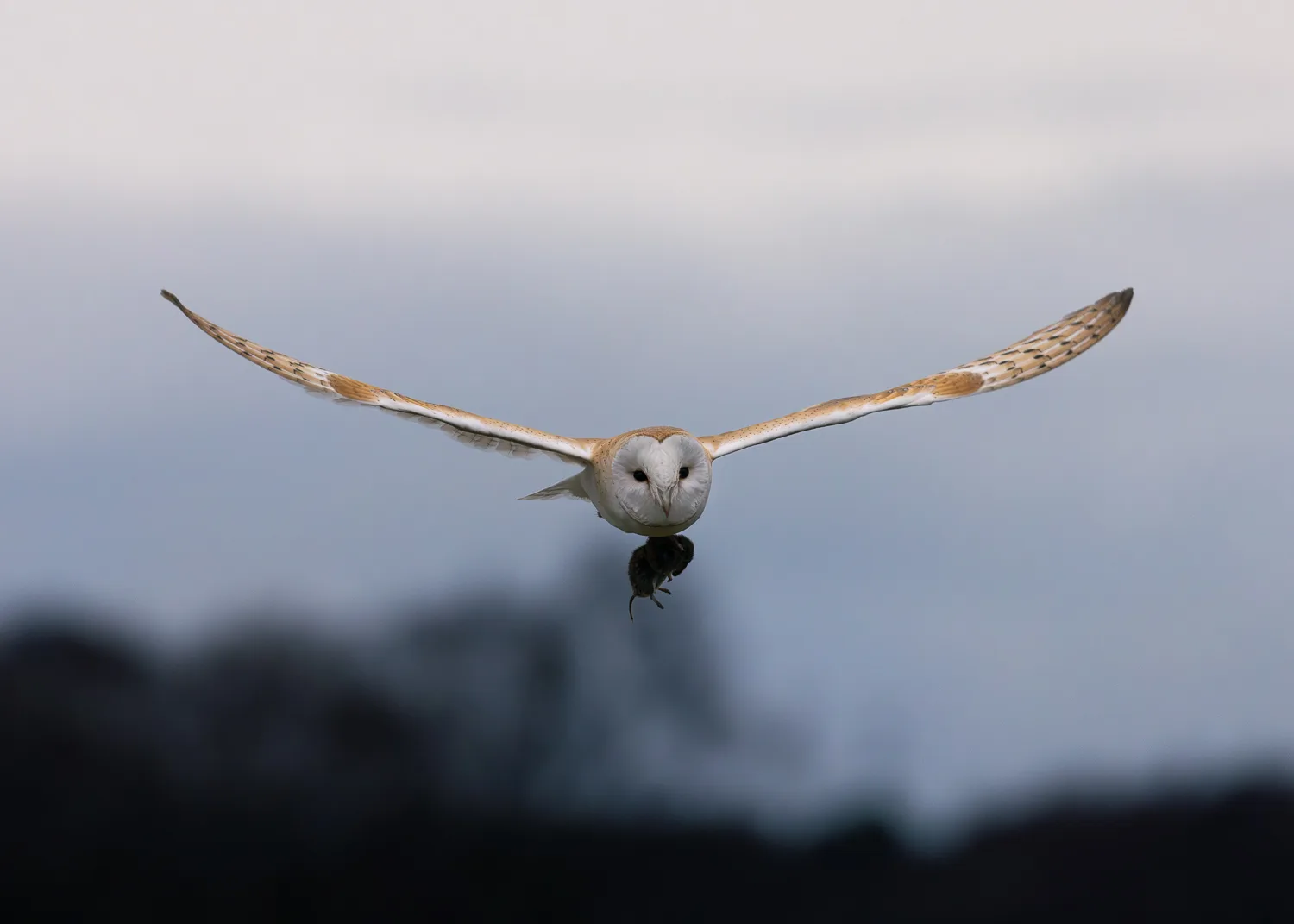 A barn owl carrying a field vole after a successful catch during late winter.