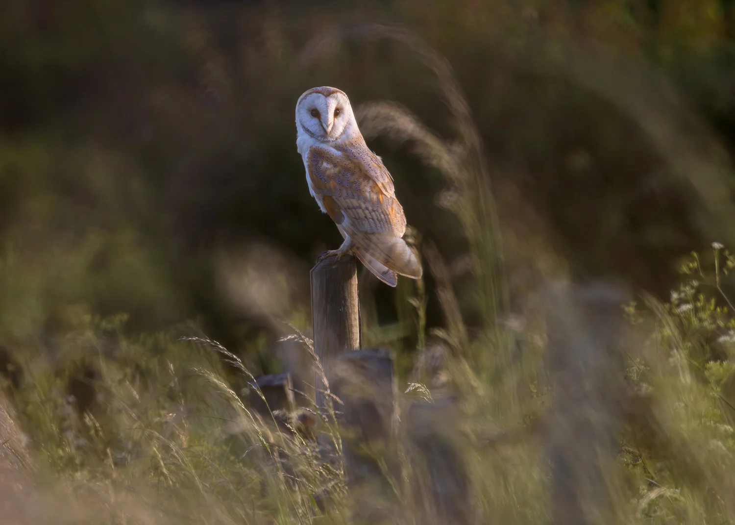 Wildlife photograph of a barn owl perched on a fence post surrounded by tall grass at the edge of a wild meadow in Merseyside.