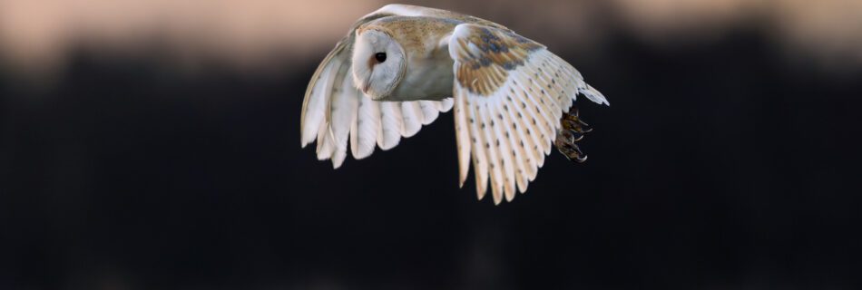 Close-up of a barn owl in flight, representing the patience and observation behind seasonal nature and landscape photography.