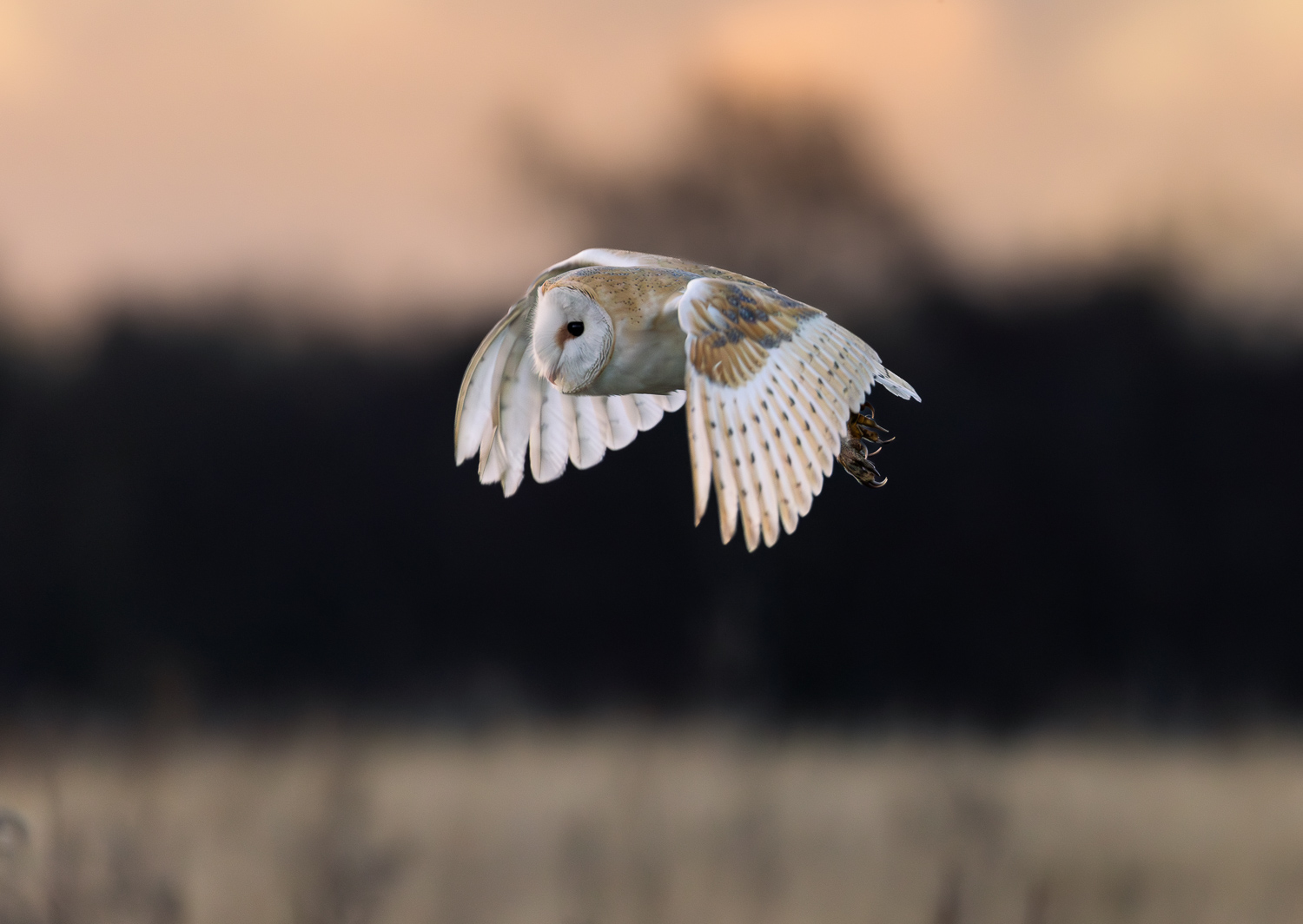 Close-up of a barn owl in flight, representing the patience and observation behind seasonal nature and landscape photography.