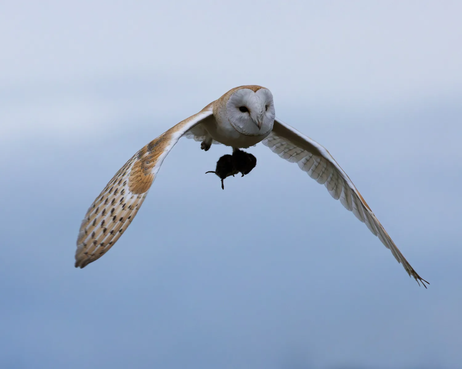 A barn owls flying towards the camera after successfully catching a field vole during a winter afternoon.