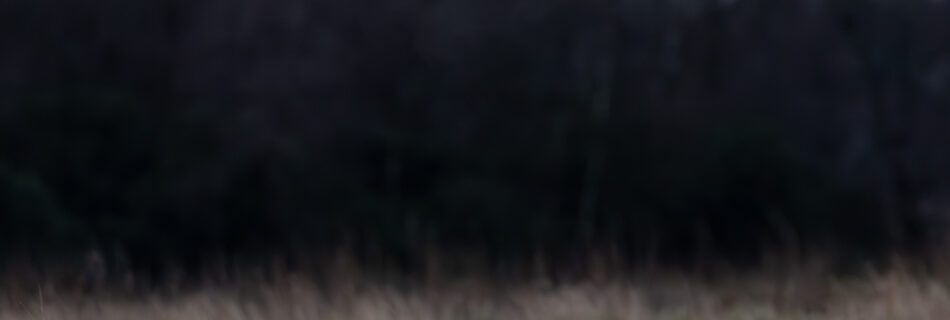 An open grassy field where a local Barn Owl typically hunts.