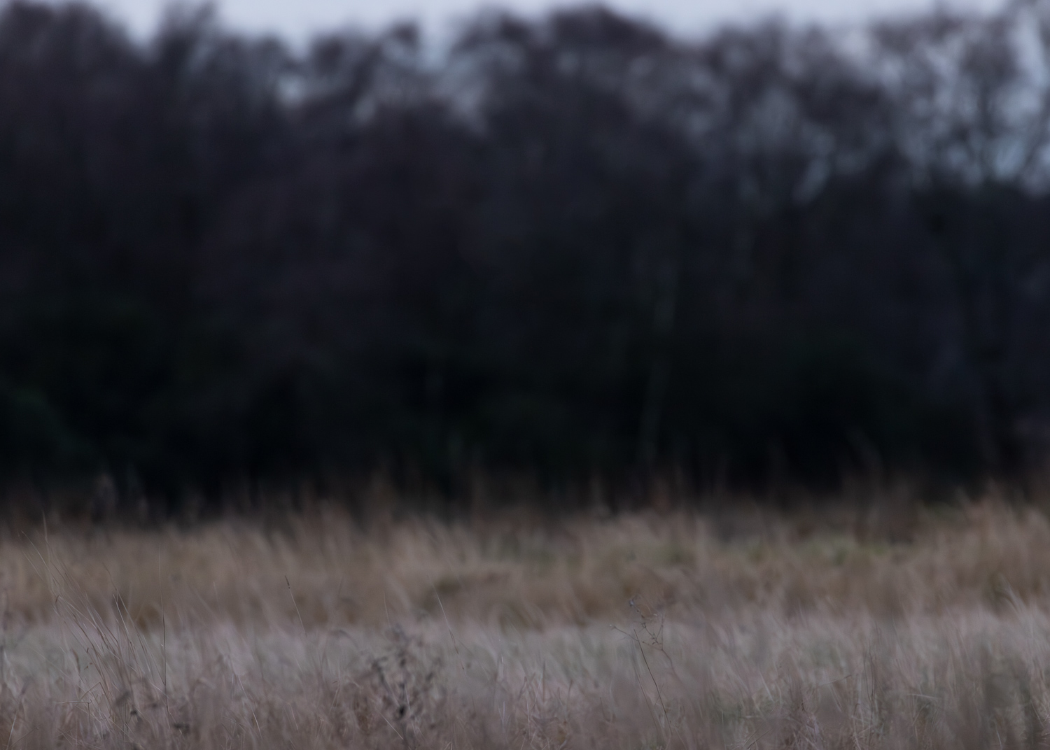 An open grassy field where a local Barn Owl typically hunts.