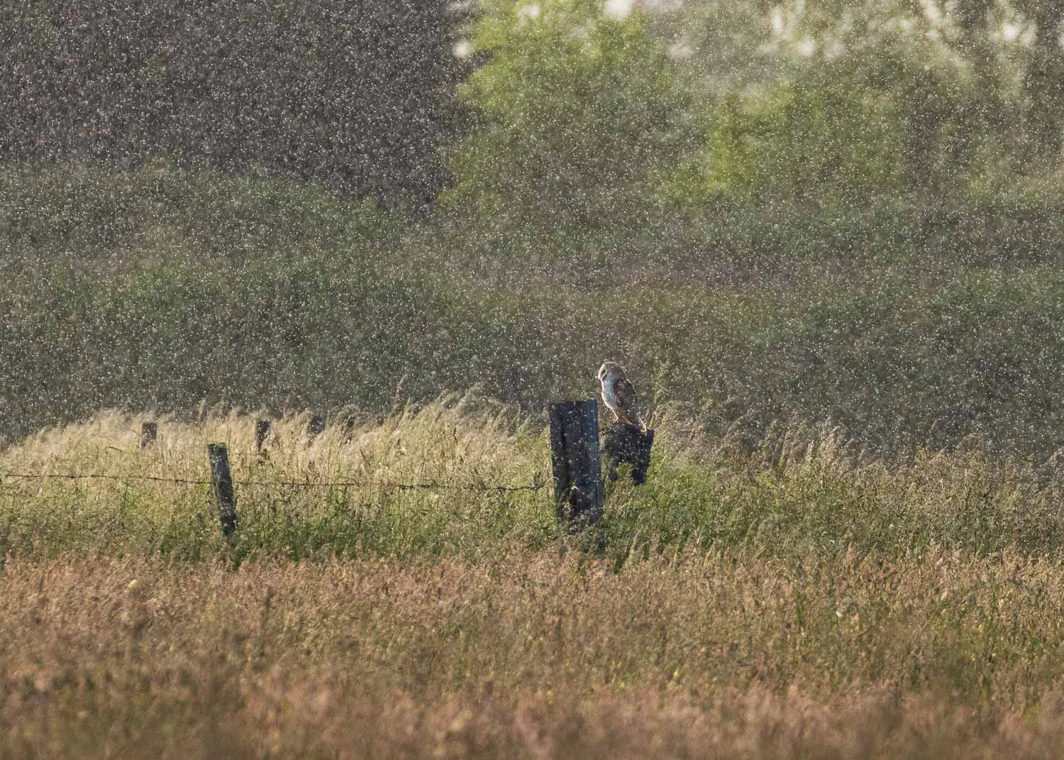Barn owl perched on a wooden fence post in the middle of a wild meadow during a rain shower.