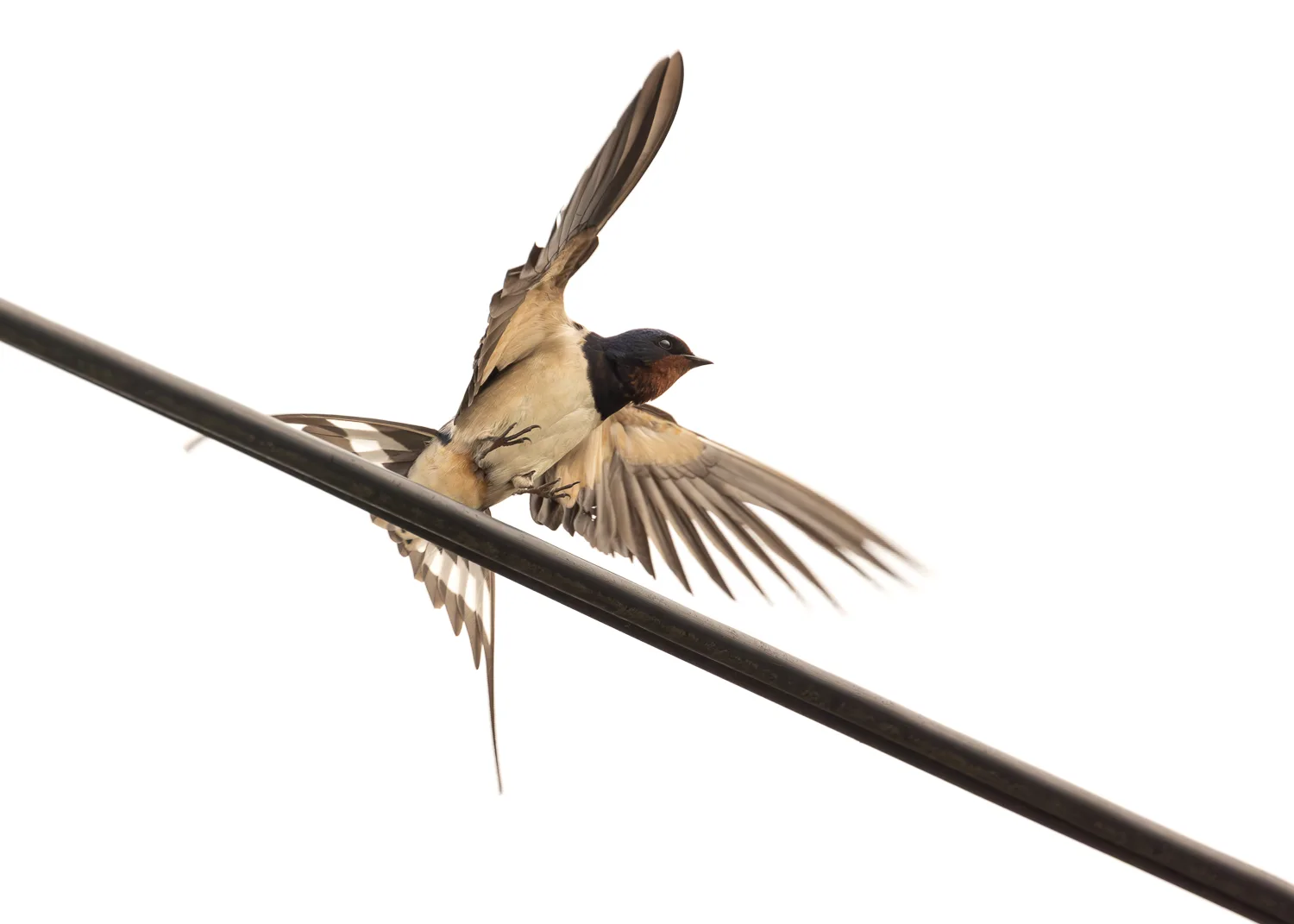 Close up of a barn swallow with its wings flared as it lands on an overhead telephone line.