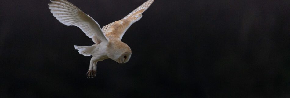 A quartering barn owl close-up after sunset, captured with the Canon R5 at ISO 12,800.