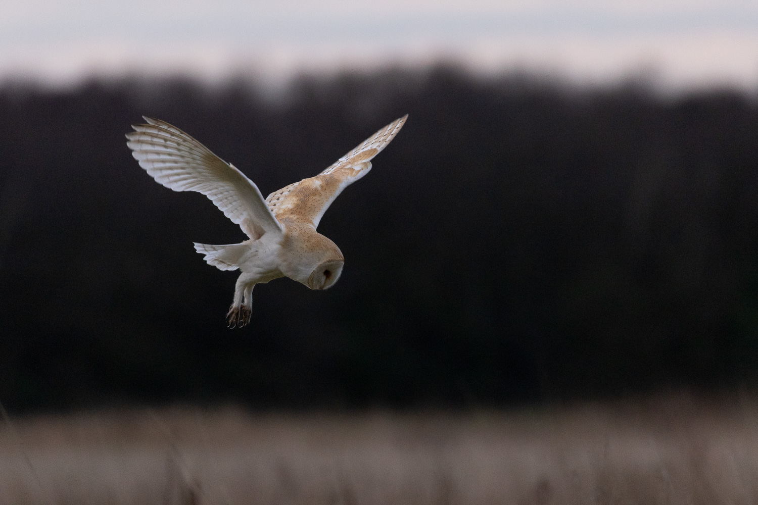 A quartering barn owl close-up after sunset, captured with the Canon R5 at ISO 12,800.