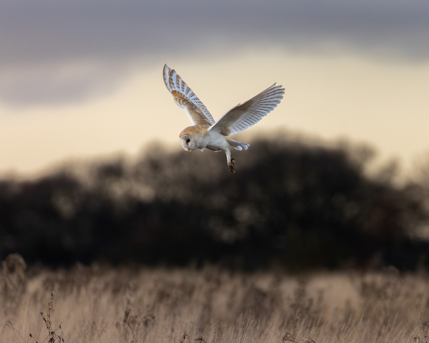 A barn owl is hovering in a field against a backdrop of dormant trees in the middle of winter.