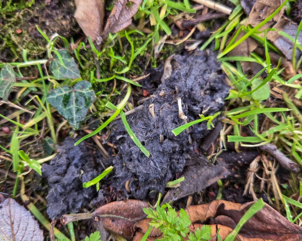 An example of an owl pellet found near a natural perch close to an active hunting field.