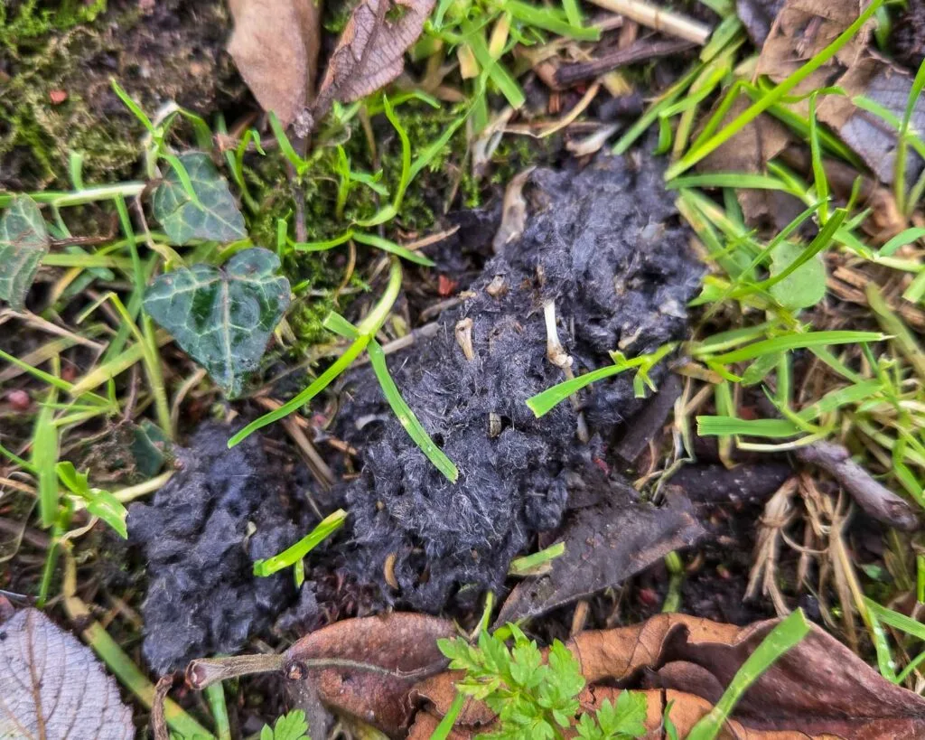 An example of an owl pellet found near a natural perch close to an active hunting field.