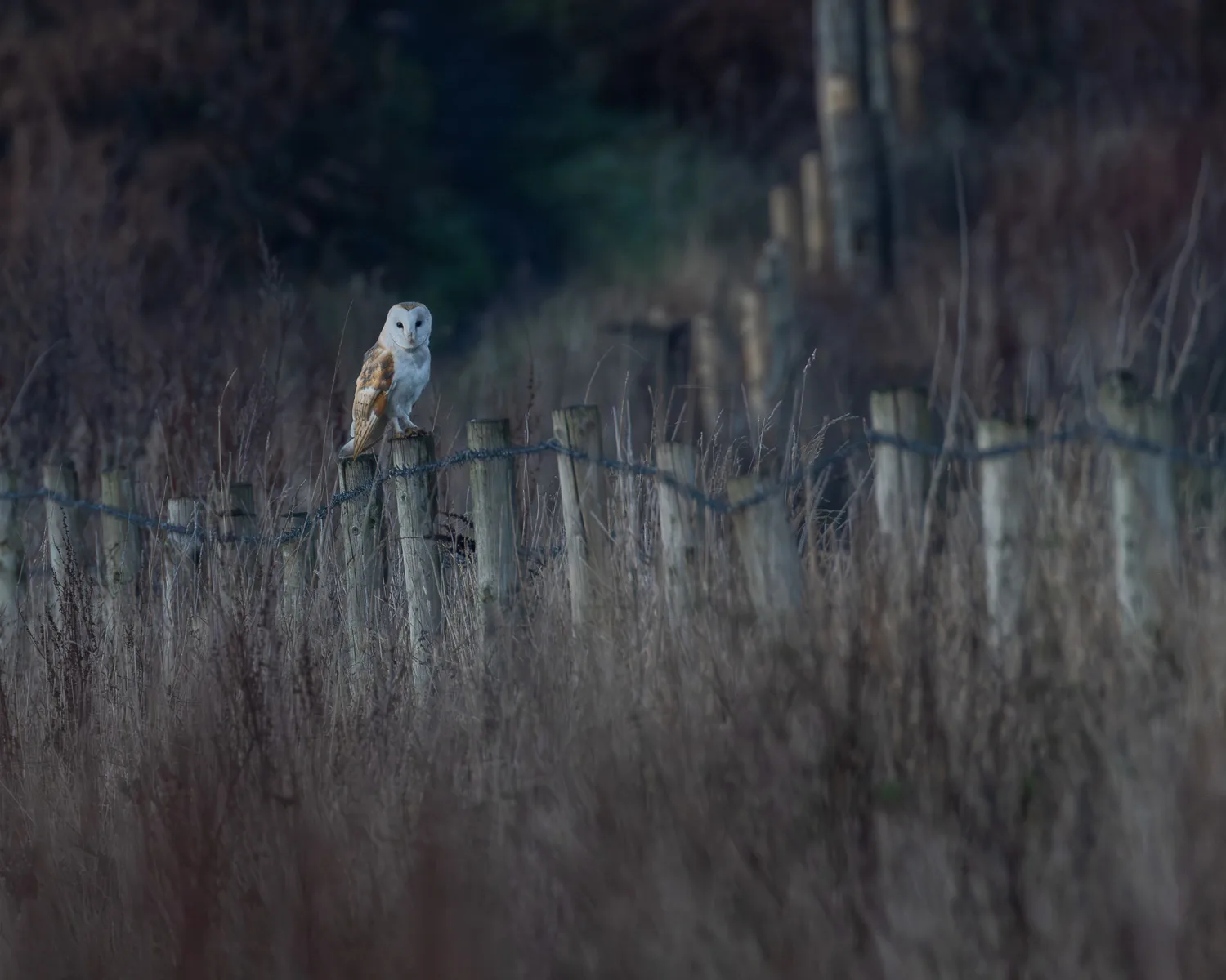 A barn owl perched on a distant wooden fence post next to a field of long grass.