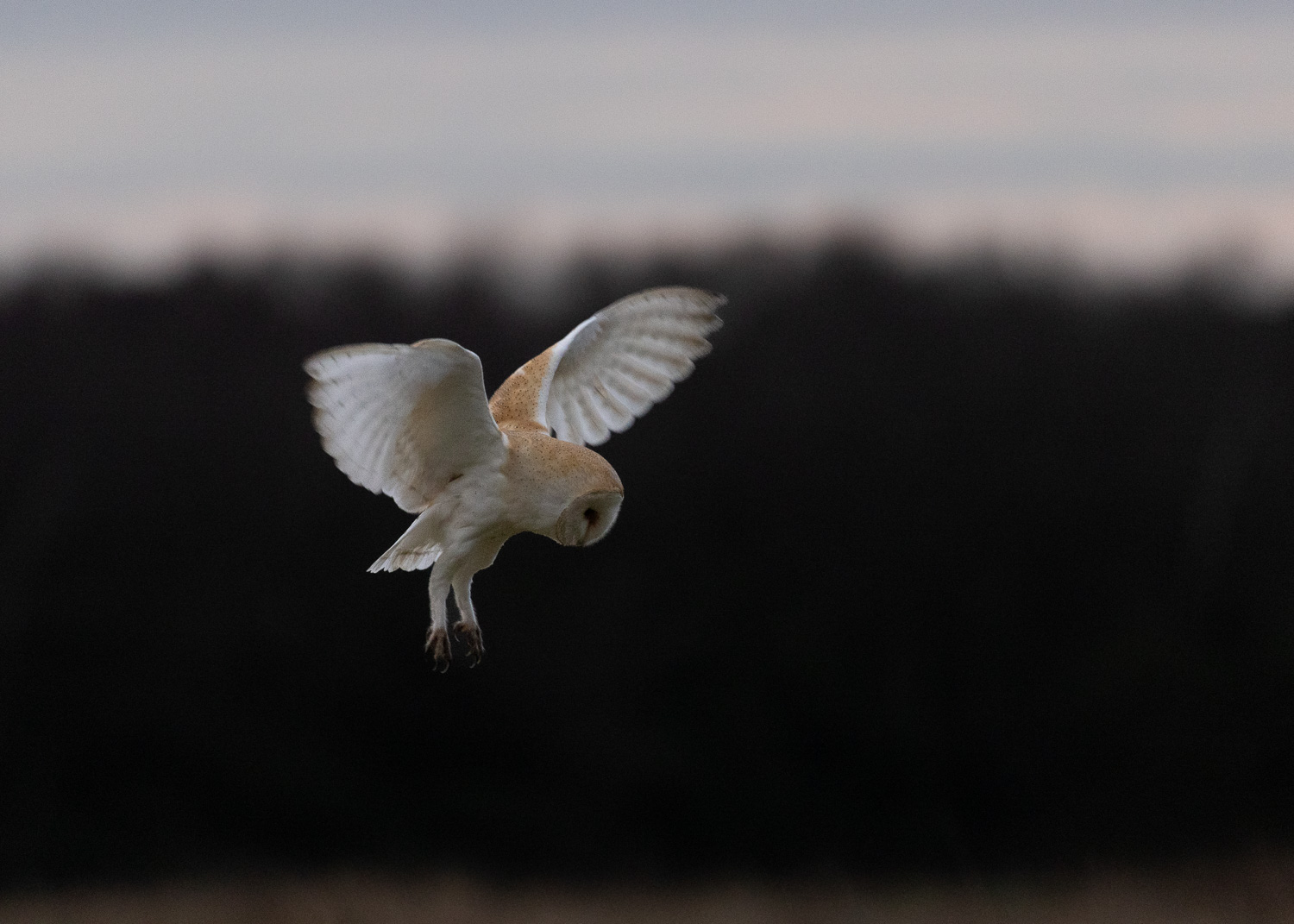 A hovering barn owl scanning a patch of grass for voles after sunset in the depths of winter. Captured with the Canon R5 at ISO 12,800.