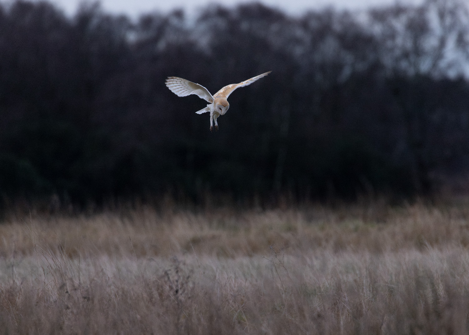 A distant quartering barn owl (Tyto Alba) in its natural environment - a field of long grass with a backdrop of ancient trees.