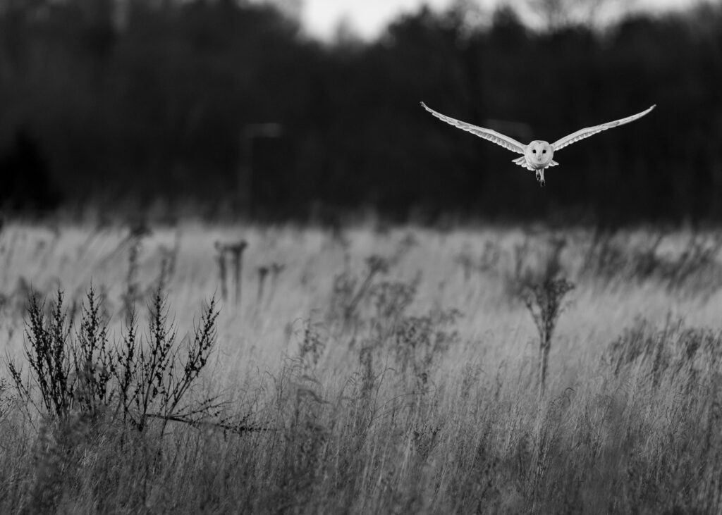 Monochrome edit of a barn owl quartering a field at dusk.