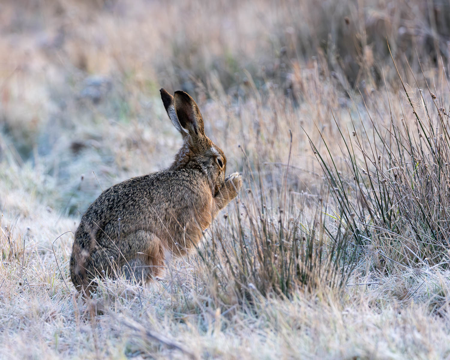 A close-up of a Brown Hare seemingly warming its paws whilst sat in a frozen wintry field before sunrise.