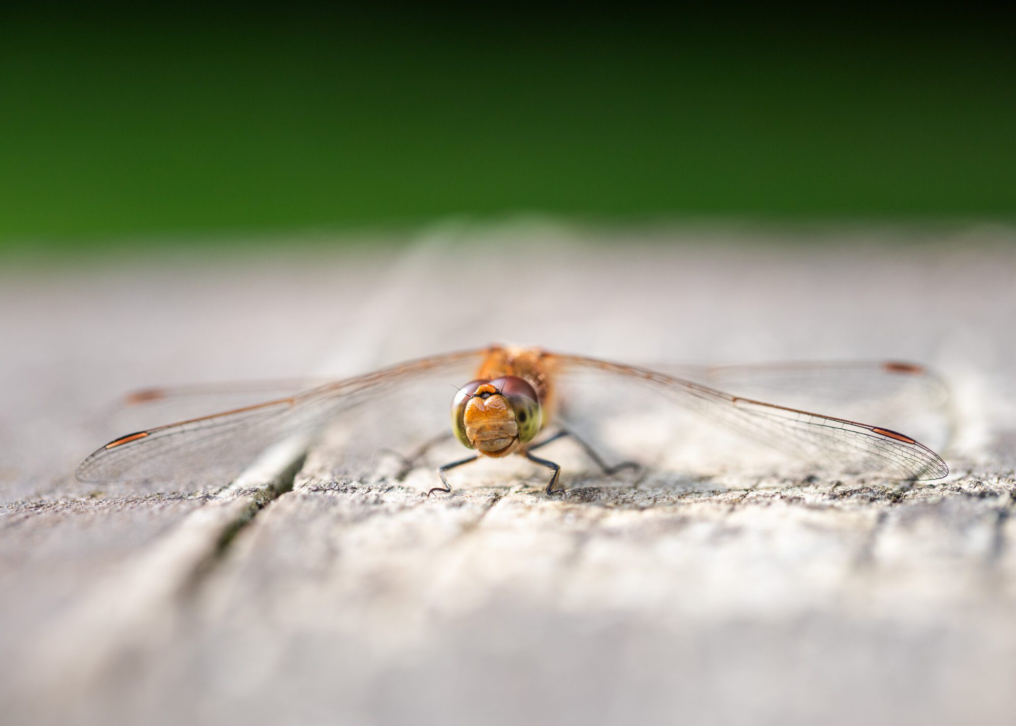 A close-up of a common darter dragonfly perched on a wooden bench, seemingly smiling for the camera during an early summer morning.