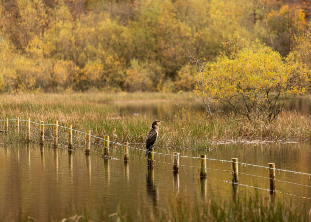 A cormorant perched on a fence post at Yew Tree Tarn during autumn in the Lake District.