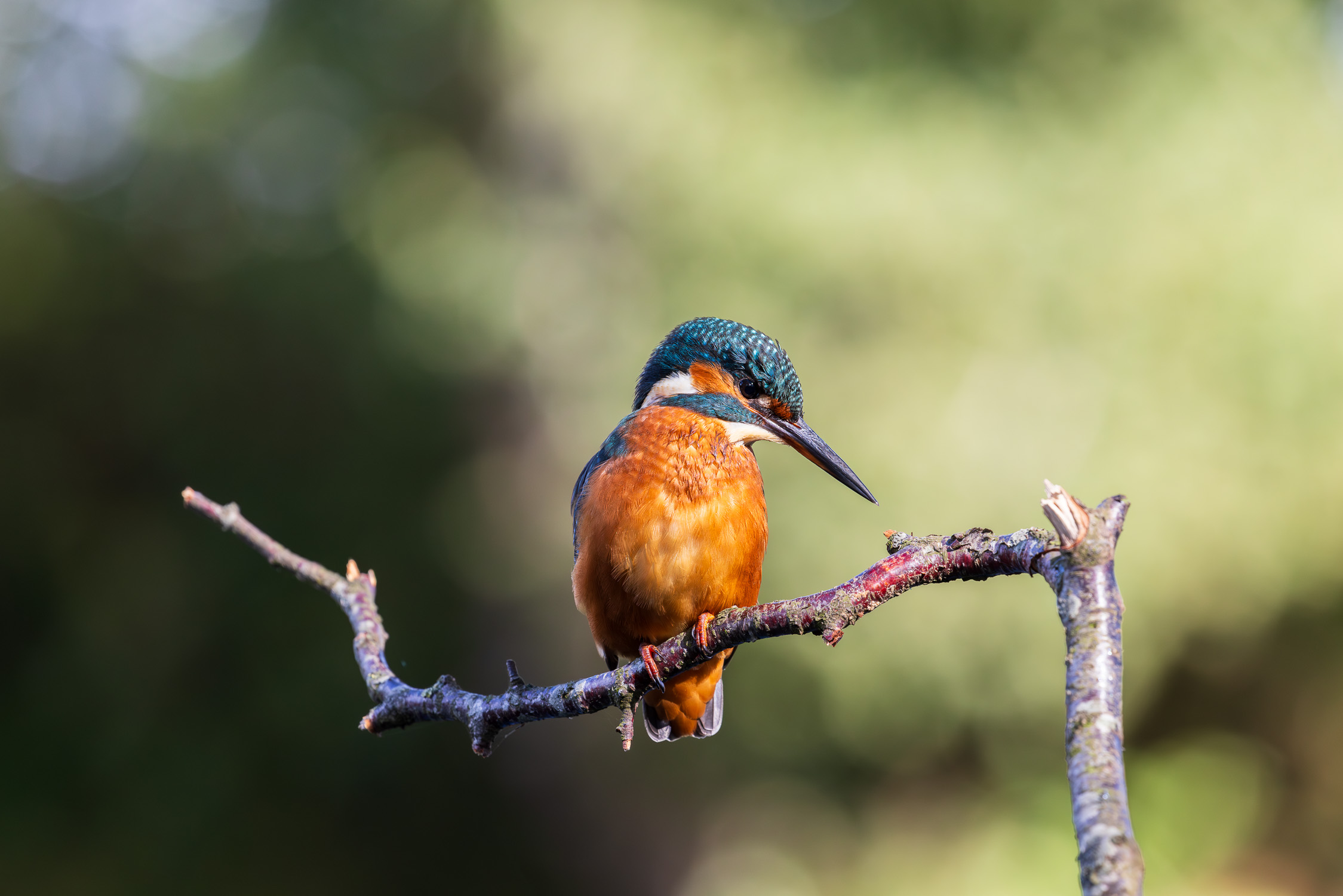 A female Kingfisher perched on a birch tree branch during a summer sunrise on a local lake.