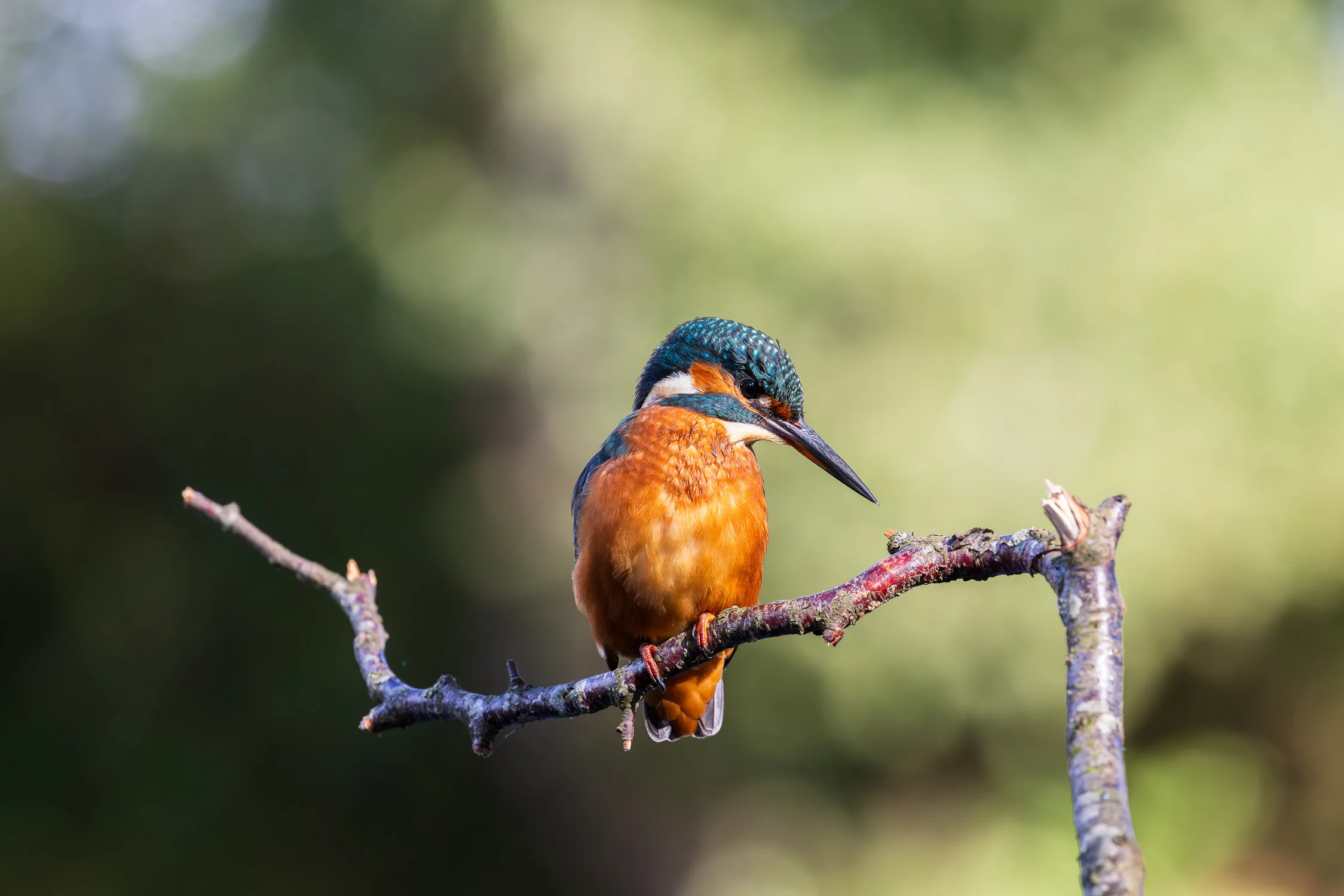 How to Photograph Kingfishers in Their Natural Environment