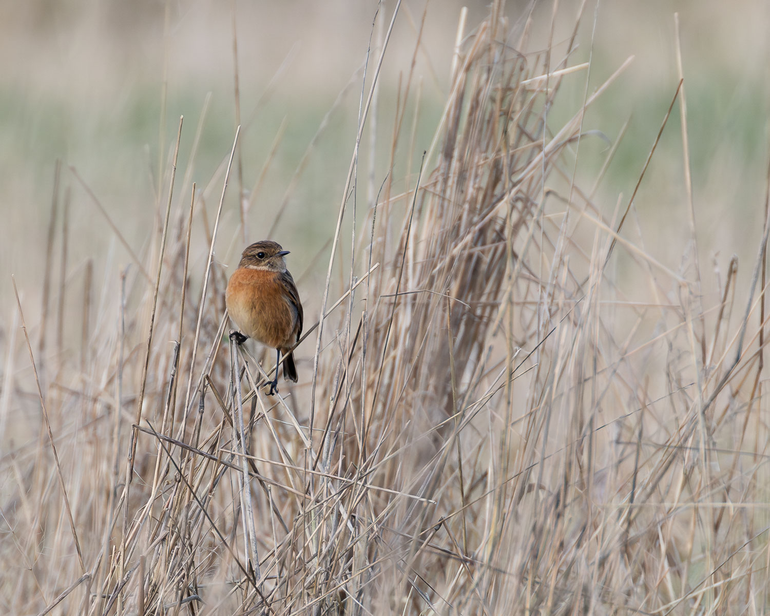 A female Stonechat perched on stalks of long dry grass during an early winter's morning.