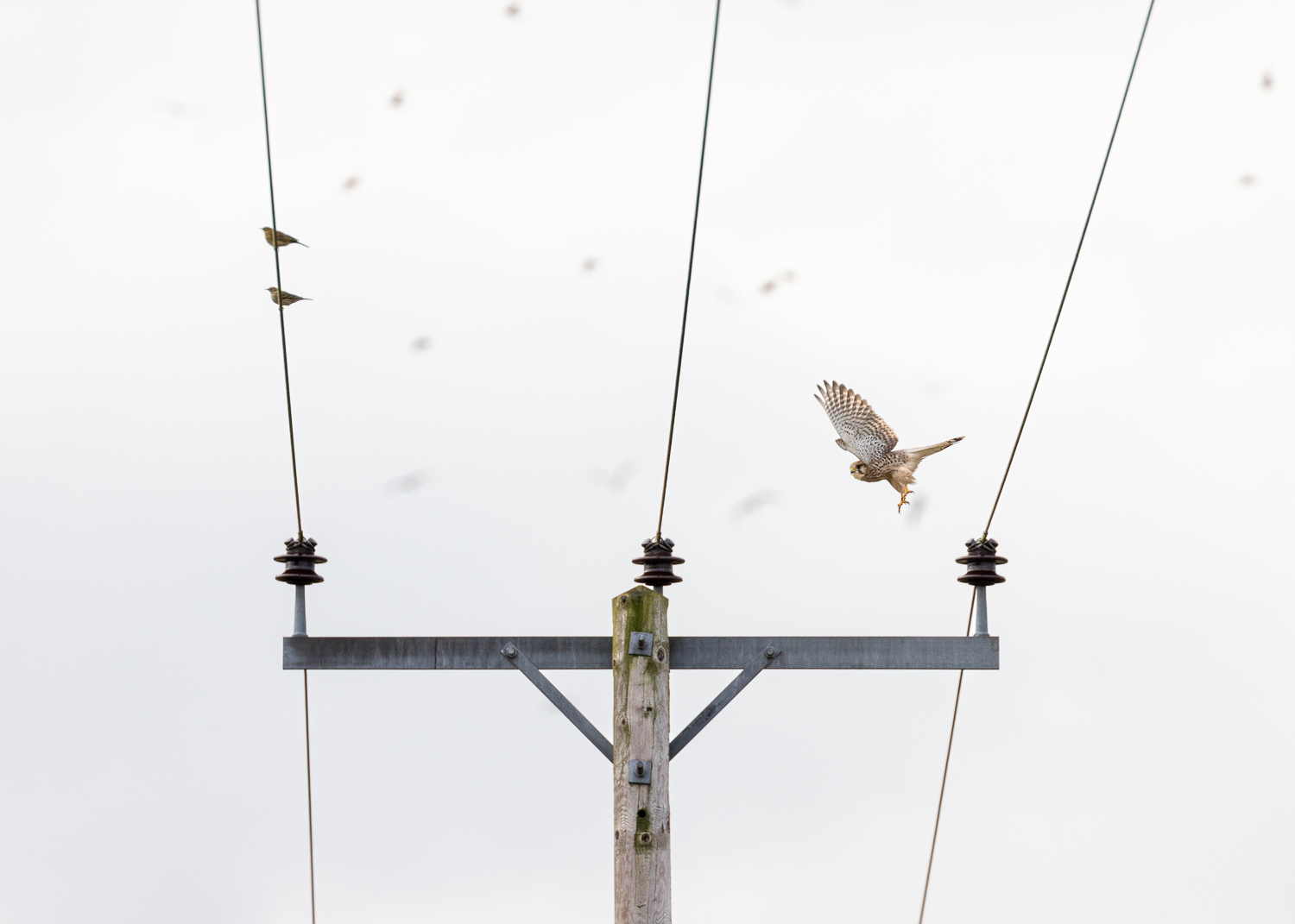 A Kestrel taking flight from a power line under a dull grey sky.
