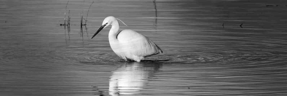A monochrome image of a Little Egret searching shallow water for food at Lunt Meadows Nature Reserve.