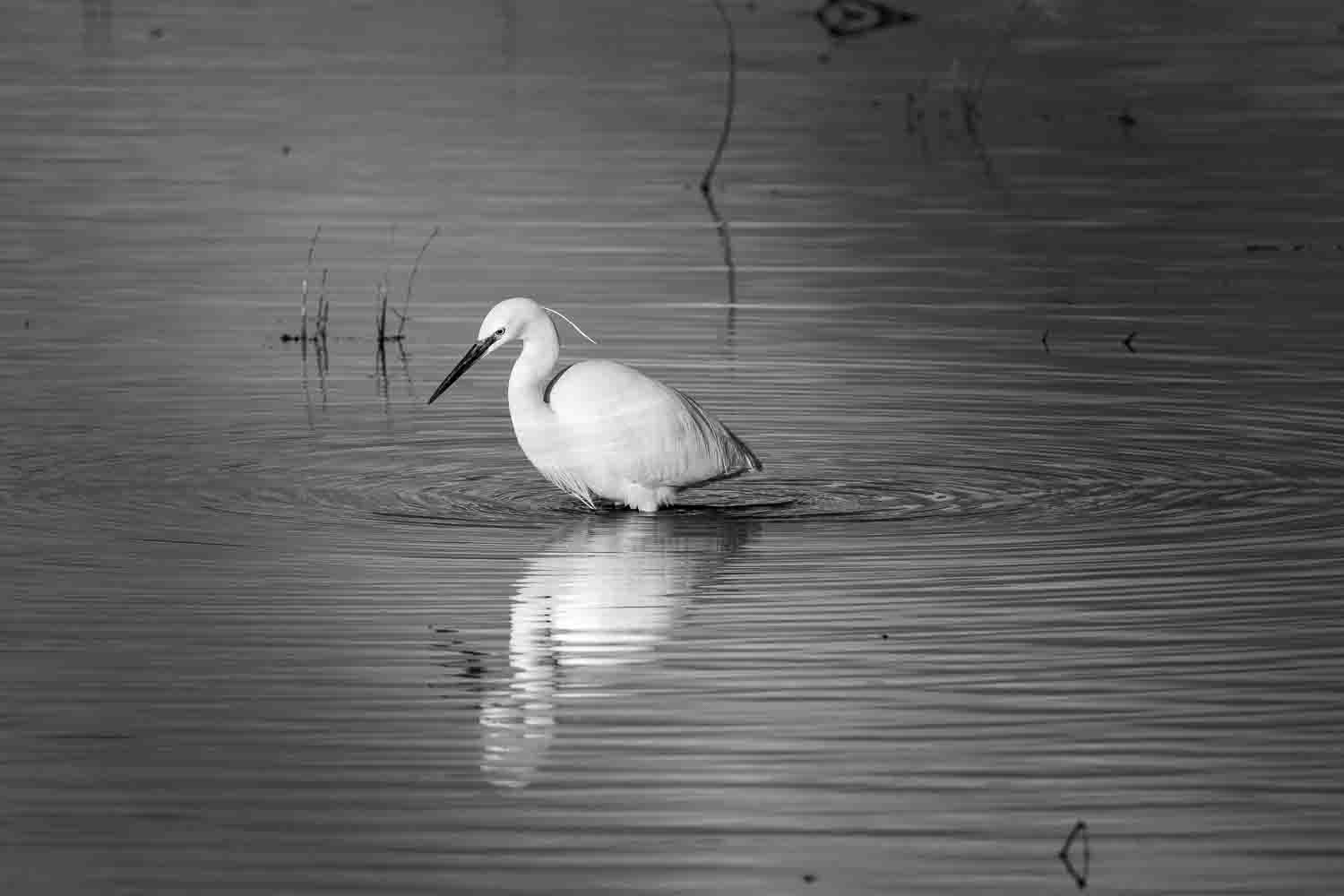 The Magic of Winter at Lunt Meadows Nature Reserve