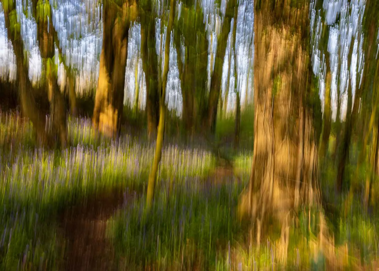 Intentional Camera Movement capturing native bluebells in an ancient woodland at sunset.