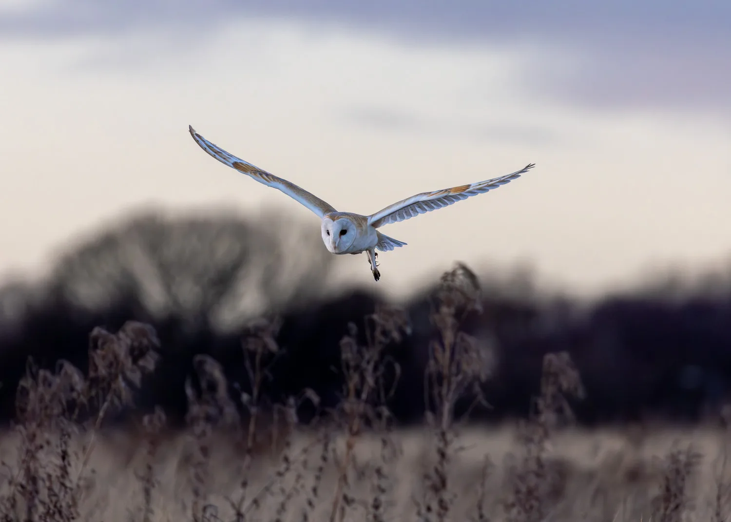 A low-flying barn owl quartering a field at sunset against a backdrop of trees.