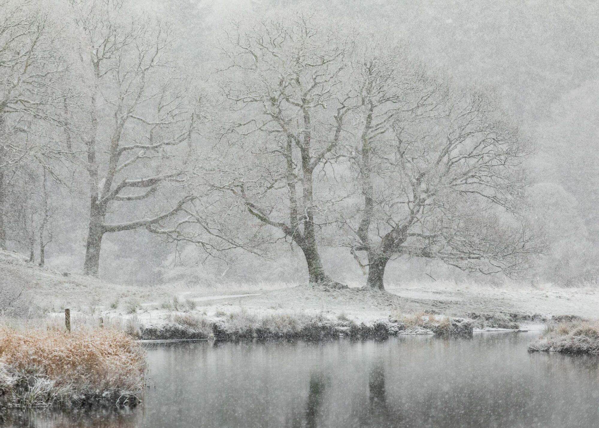 A view of the River Brathay ancient oak trees during the Lake District snowstorm of December 2023.
