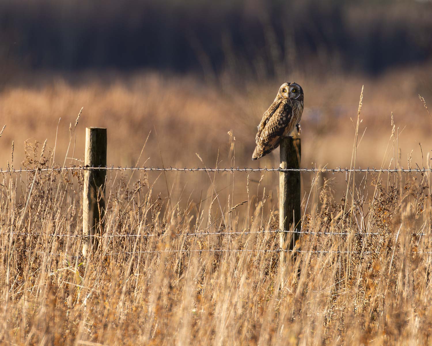 A short-eared owl perched on a fence post during a winter sunrise at Lunt Meadows.