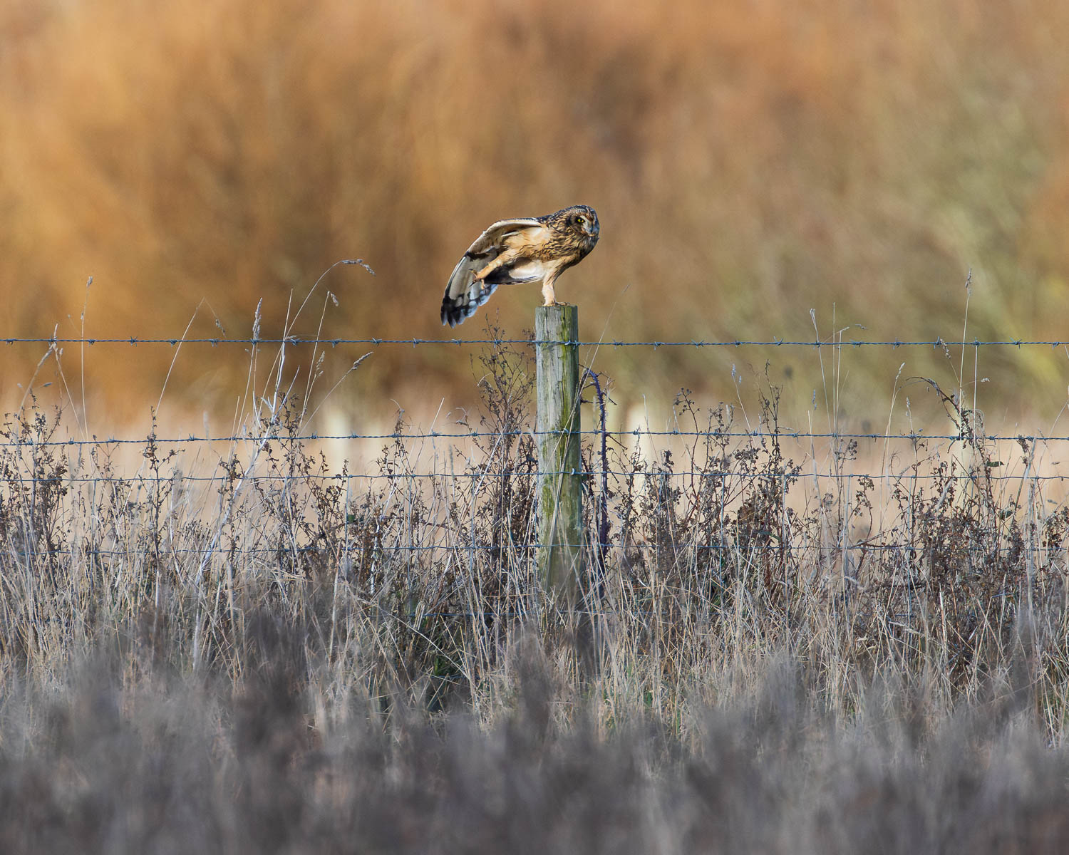 A short-eared owl stretching its leg whilst perched on a fence post at Lunt Meadows Nature Reserve.
