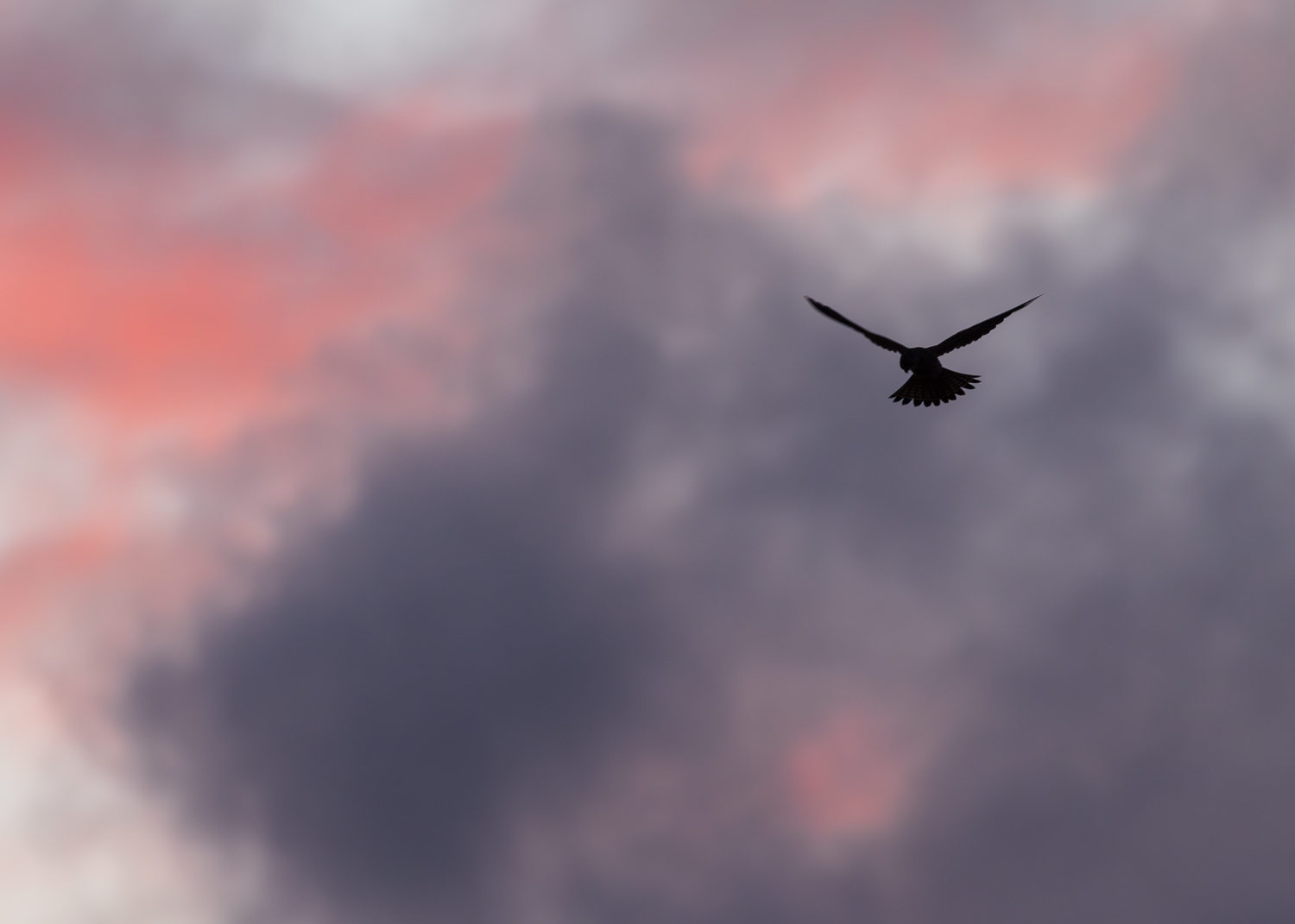 Silhouette of a hovering kestrel against a vibrant sunrise sky at Lunt Meadows Nature Reserve.