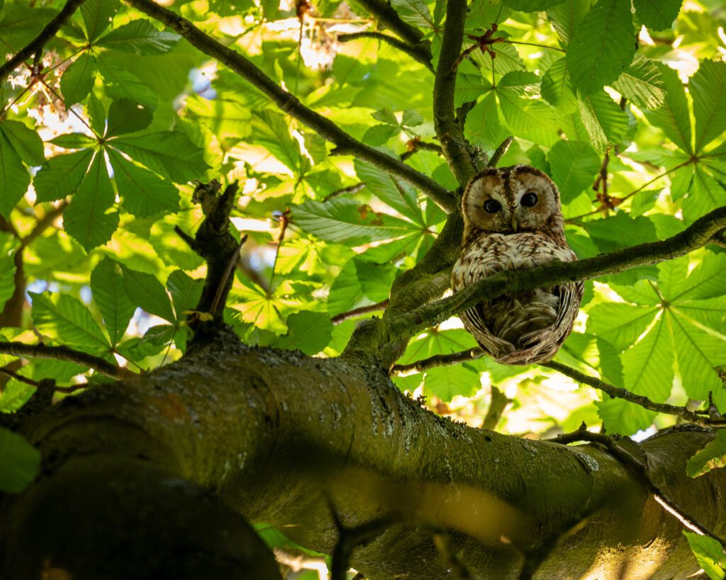 Female tawny owl looking down from her perch in a conker tree during a late spring afternoon.